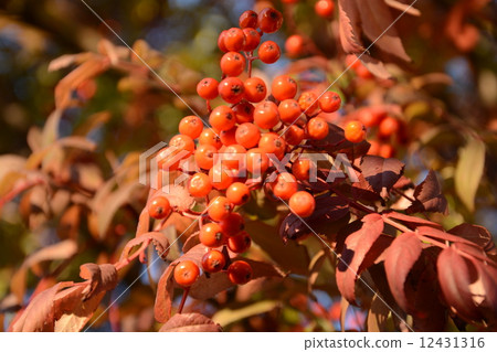 Nanakamado水果 12431316