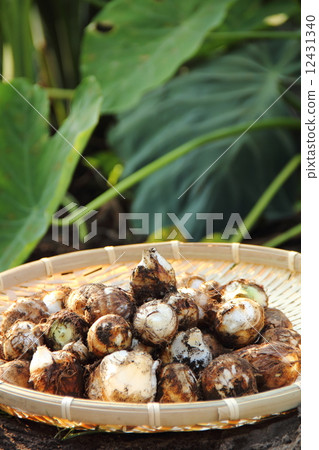 Harvesting taro Harvesting taro 12431340