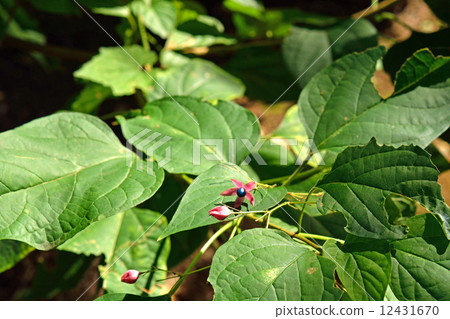 Tree · Rabbit Simulaceae 12431670