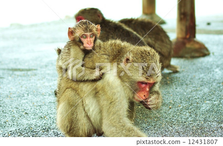 New Year's card 2016 Never lose to the rain · Children of the wild monkey on the back of the mother · Horizontal position 12431807