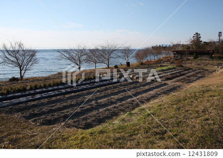 菜園 菜園 12431809