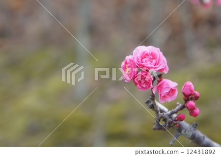 八重寒紅梅 八重寒紅梅 12431892