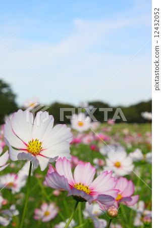 Showa Memorial Park, Cosmos Festival Showa Memorial Park, Cosmos Festival 12432052
