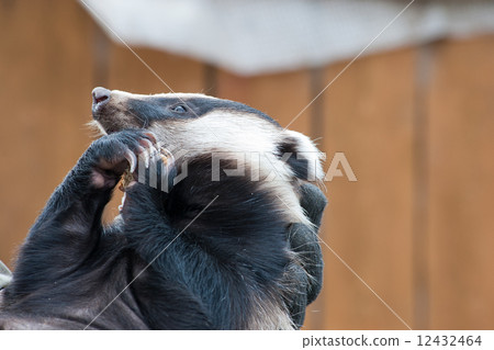 badger 12432464