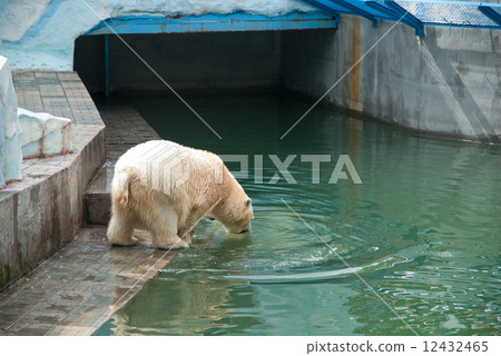 White bear 12432465
