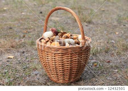 basket ful mushrooms 12432501
