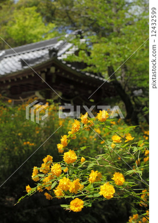 Matsuo Taisha Yamabuki 12432599