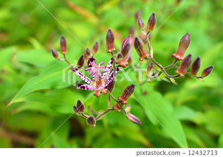 植物·台灣Heotogisu百合 12432713