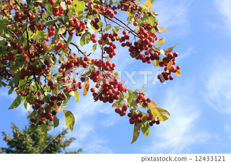 Sky and fruit 5 Ezonokoringo 12433121