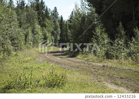 wild reindeer wild reindeer 12433216