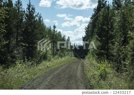 wild reindeer 12433217