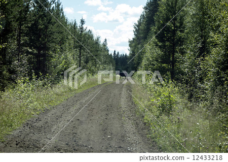 wild reindeer wild reindeer 12433218