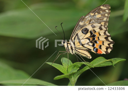 Lime Butterfly and green leaf,a beautiful butterfly on the green leaf Lime Butterfly and green leaf,a beautiful butterfly on the green leaf 12433806