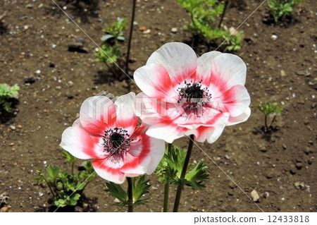 Anemone / Komiya Park Anemone / Komiya Park 12433818