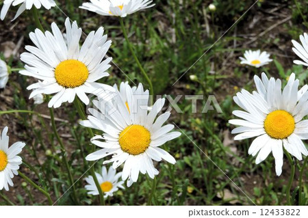 France Giku / Hachioji France Giku / Hachioji 12433822