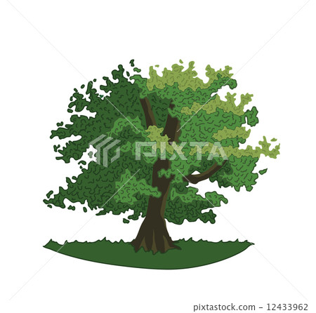 oak with green leaves and branches. oak with green leaves and branches. 12433962