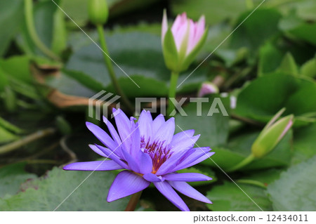 Water Lily flowers and buds,purple Water Lily flowers and buds in the pond Water Lily flowers and buds,purple Water Lily flowers and buds in the pond 12434011