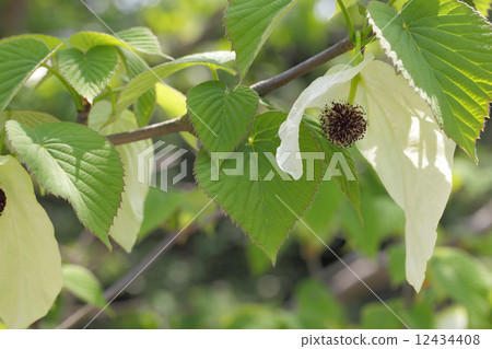Flowers of handkerchiefs 12434408
