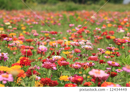 Zinnia flowers,yellow and red and pink Zinnia flowers blooming in the garden,Youth-and-old-age flowe 12434449