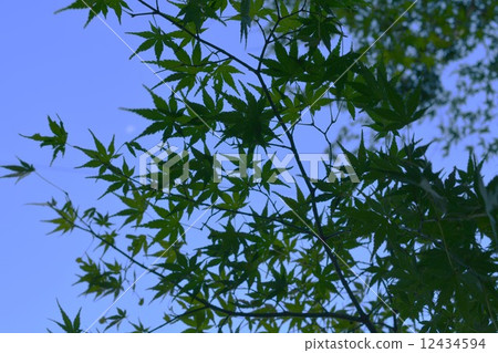 藍天楓樹 12434594