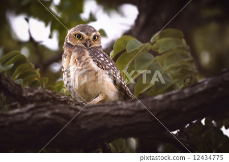 Owl Alert 12434775