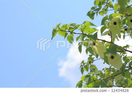 Handkerchief flower and blue sky 12434826