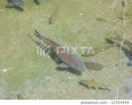 Freshwater fish 12434949