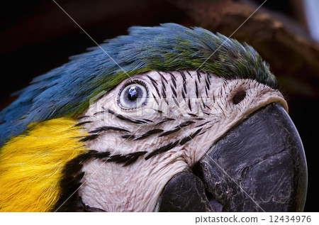 Macaw In Detail Macaw In Detail 12434976