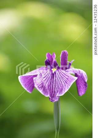 Iris 12435236