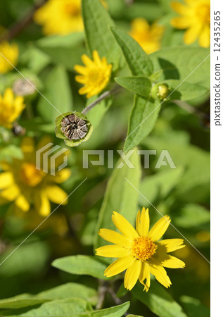 Melanponicium Flowers and seeds 12435265