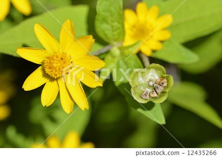 Melanponicium Flowers and seeds 12435266