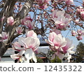 花 12435322