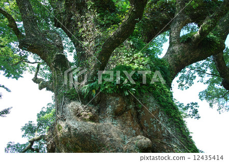 鹿兒島縣的Ogusu幹·Gamo 12435414