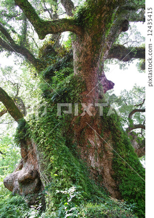 鹿兒島縣的Ogusu幹·Gamo 12435415