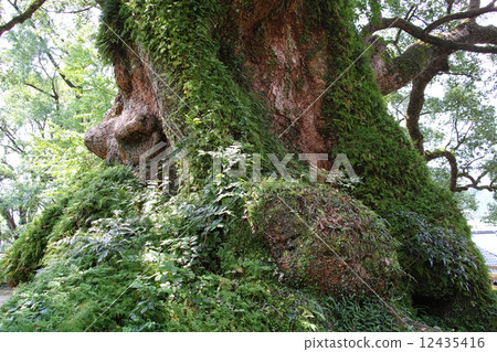 Stem of Ogusu of Kagoshima prefecture · Gamo Stem of Ogusu of Kagoshima prefecture · Gamo 12435416