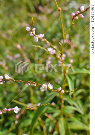 Plants · Flounder family 12435465