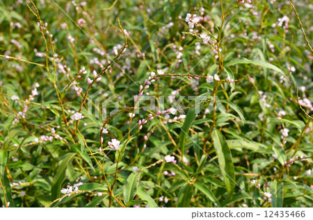 Plants · Flounder family 12435466