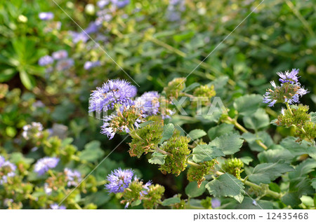 Plants · Dangiku blackfly 12435468