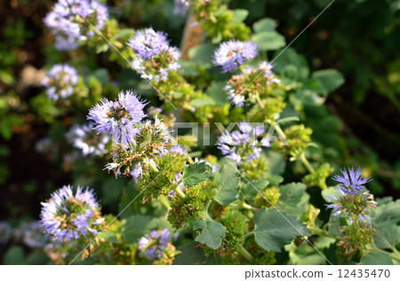 植物·Dangiku blackfly 12435470