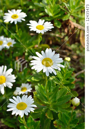 Plants · Hermaphrodite Chrysanthemum 12435473