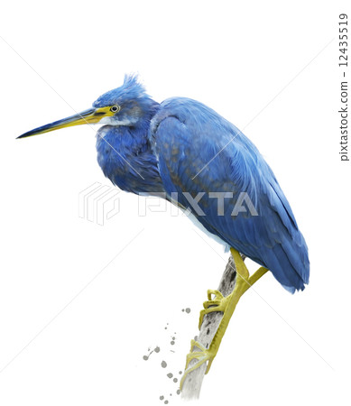 Little Blue Heron 12435519