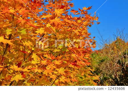Mountain maple yellow leaves 12435606