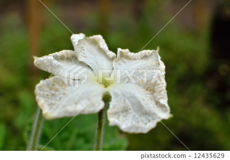 Plant · Yugao Uryu 12435629