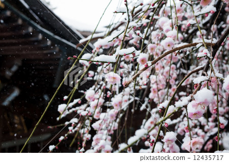 開花在雪的李子開花 開花在雪的李子開花 12435717