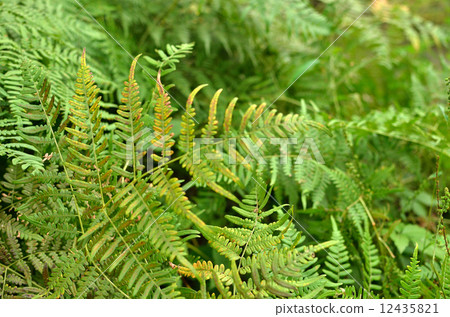 植物·Bracken Cobano熊 植物·Bracken Cobano熊 12435821