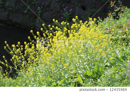油菜花讓你感受到春天的到來。 12435984