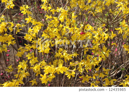 一種代表性的黃色花朵，宣布春天，連翹的花。 12435985