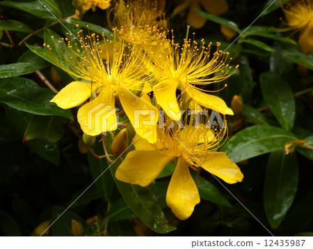 A long stamen is a characteristic flower of Baiyang. 12435987