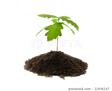 young oak young oak 12436147