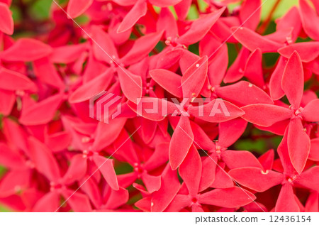 Ixora coccinea flowers Ixora coccinea flowers 12436154
